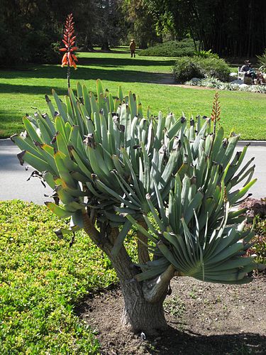 Aloe plicatilis